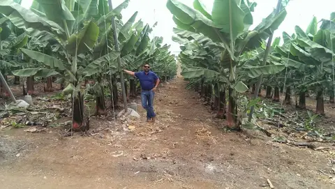 Preparación de terreno agrícola en la Finca Bañaderos — foto 4